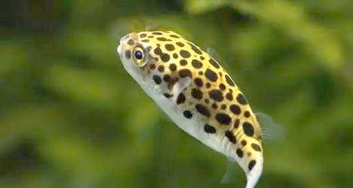 潛水艇魚品牌（aipharow河豚觀賞魚潛水艇魚品牌及商品信息）