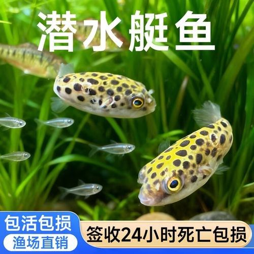 潛水艇魚品牌（aipharow河豚觀賞魚潛水艇魚品牌及商品信息）