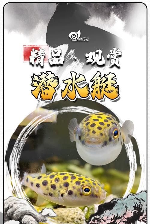 潛水艇魚品牌（aipharow河豚觀賞魚潛水艇魚品牌及商品信息）