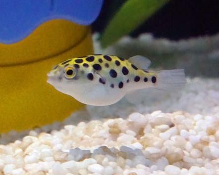 潛水艇魚品牌（aipharow河豚觀賞魚潛水艇魚品牌及商品信息）
