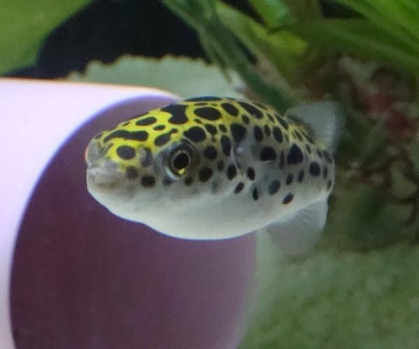 潛水艇魚品牌（aipharow河豚觀賞魚潛水艇魚品牌及商品信息）