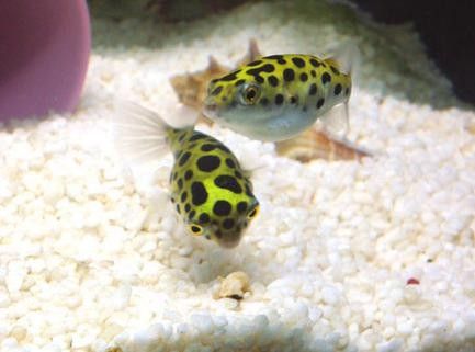 潛水艇魚品牌（aipharow河豚觀賞魚潛水艇魚品牌及商品信息）