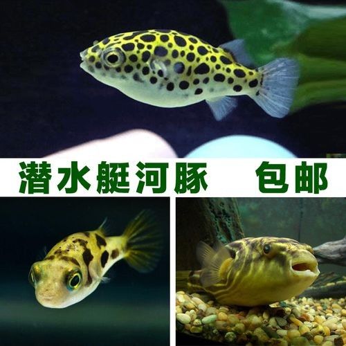 潛水艇魚品牌（aipharow河豚觀賞魚潛水艇魚品牌及商品信息）