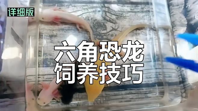 六角恐龍魚吃什么龜糧（六角恐龍魚吃龜糧會消化不良嗎）