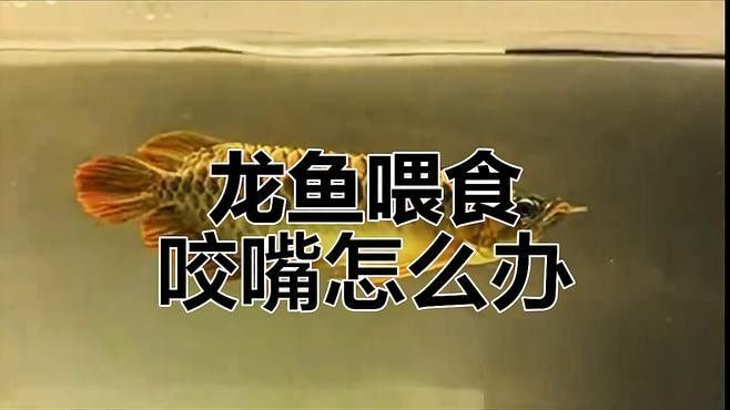 龍魚咬嘴不合上最怕三個地方