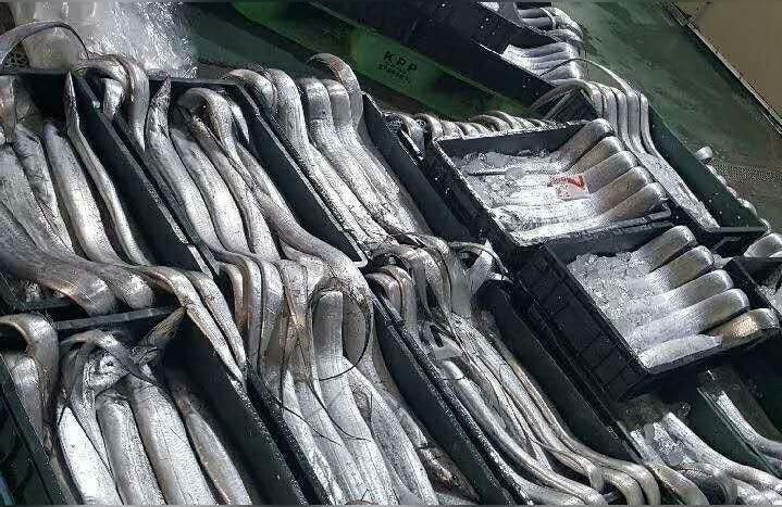 濟南龍魚批發市場:濟南哪里有賣魚缸而且便宜的（濟南金龍批發市場，濟南哪里有賣魚缸又便宜的？） 濟南龍魚批發市場:濟南哪里有賣魚缸而且便宜的（濟南金龍批發市場，濟南哪里有賣魚缸又便宜的？） 觀賞魚百科