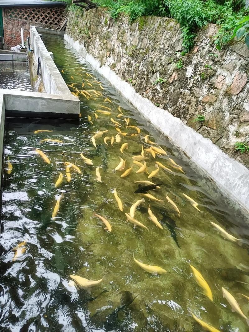 龍魚魚場哪個最好（探討龍魚魚場哪個最好）