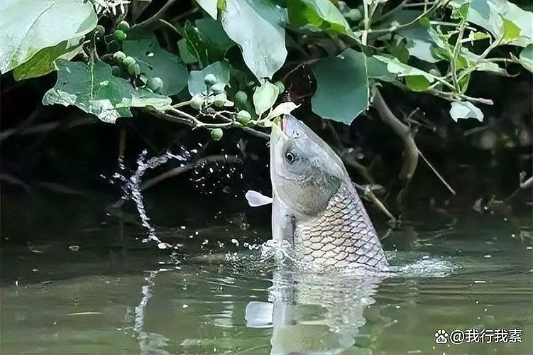 飛鳳魚吸食金龍魚黏液怎么辦？（飛鳳魚吸食金龍魚黏液會(huì)傷害金龍魚嗎）