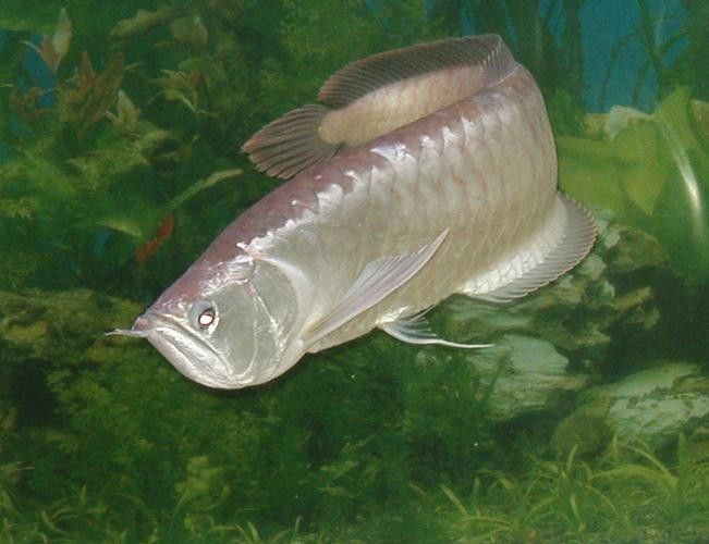 布奇美拉龍魚的價格是多少？（奇美拉龍魚價格因地區、大小、健康狀況和市場需求而異）
