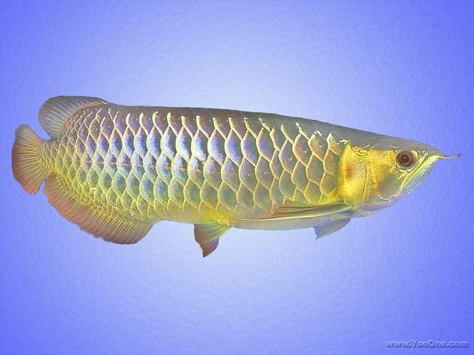 布奇美拉龍魚的價格是多少？（奇美拉龍魚價格因地區、大小、健康狀況和市場需求而異）
