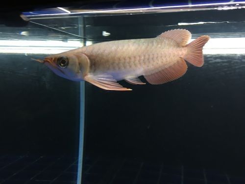 布奇美拉龍魚的價格是多少？（奇美拉龍魚價格因地區、大小、健康狀況和市場需求而異）