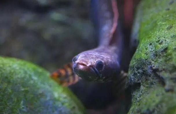 布奇美拉龍魚的價格是多少？（奇美拉龍魚價格因地區、大小、健康狀況和市場需求而異）