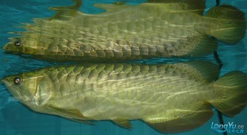 布奇美拉龍魚的價格是多少？（奇美拉龍魚價格因地區、大小、健康狀況和市場需求而異）