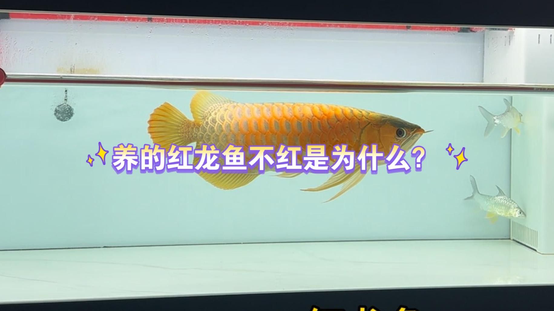 龍魚增色燈的使用步驟詳解