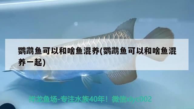 鸚鵡魚可以和啥魚混養(yǎng)(鸚鵡魚可以和啥魚混養(yǎng)一起) 鸚鵡魚可以和啥魚混養(yǎng)(鸚鵡魚可以和啥魚混養(yǎng)一起) 觀賞魚百科