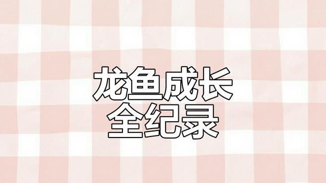如何判斷龍魚(yú)是否處于發(fā)情期（判斷龍魚(yú)是否處于發(fā)情期的步驟和要點(diǎn)和要點(diǎn)和要點(diǎn)） 如何判斷龍魚(yú)是否處于發(fā)情期（判斷龍魚(yú)是否處于發(fā)情期的步驟和要點(diǎn)和要點(diǎn)和要點(diǎn)） 龍魚(yú)百科 第1張