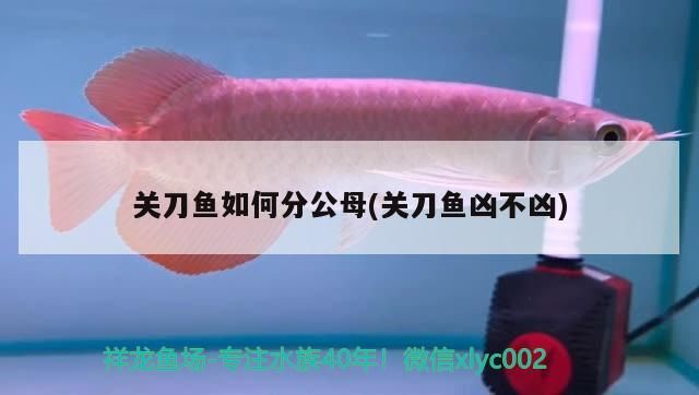 關(guān)刀魚如何分公母(關(guān)刀魚兇不兇)