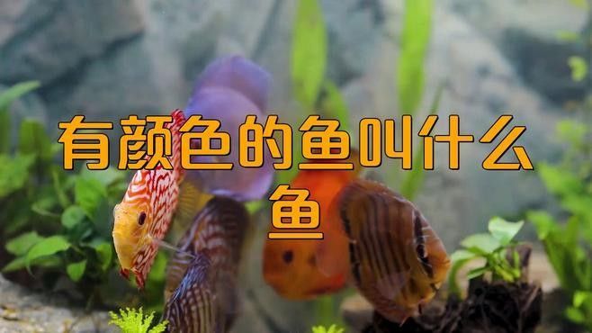 如何判斷龍魚是否接受七彩神仙魚？