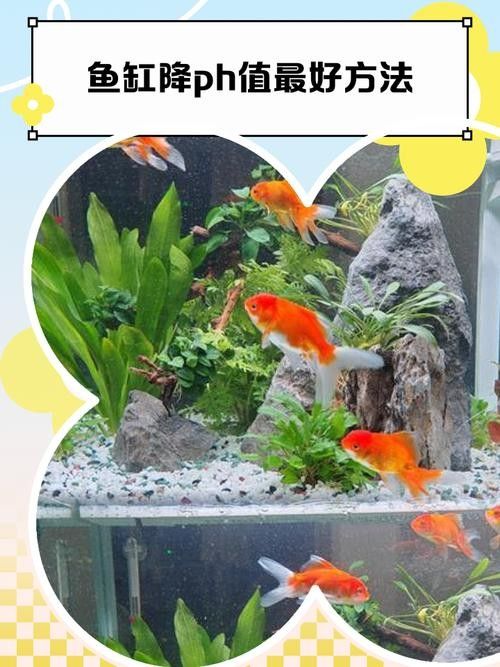 哪種方法調(diào)節(jié)魚缸pH值最快？