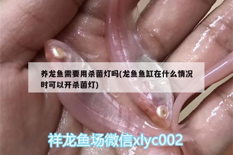 印尼虎魚多少溫度飼養最好:印尼虎魚多少溫度飼養最好印尼虎魚多少溫度飼養最好 養龍魚需要用殺菌燈嗎(龍魚魚缸在什么情況時可以開殺菌燈) 觀賞魚百科 養龍魚需要用殺菌燈嗎(龍魚魚缸在什么情況時可以開殺菌燈) 養龍魚需要用殺菌燈嗎(龍魚魚缸在什么情況時可以開殺菌燈) 觀賞魚百科