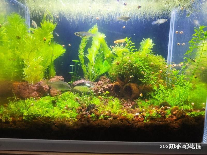 60公分魚(yú)缸換水頻率多久一次 60公分魚(yú)缸換水頻率多久一次 龍魚(yú)百科 第1張