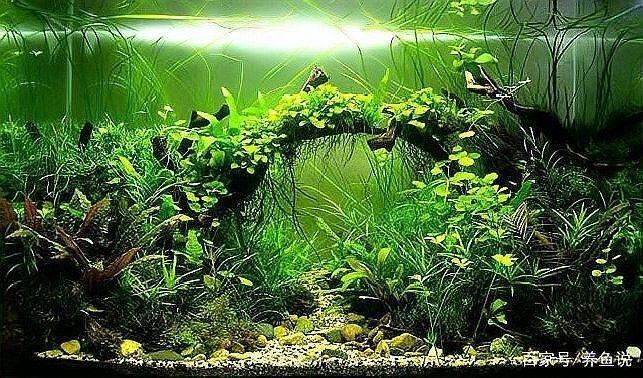 60公分魚(yú)缸換水頻率多久一次 60公分魚(yú)缸換水頻率多久一次 龍魚(yú)百科 第4張
