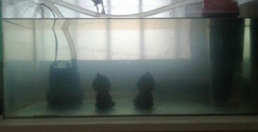 60公分魚(yú)缸換水頻率多久一次 60公分魚(yú)缸換水頻率多久一次 龍魚(yú)百科 第7張