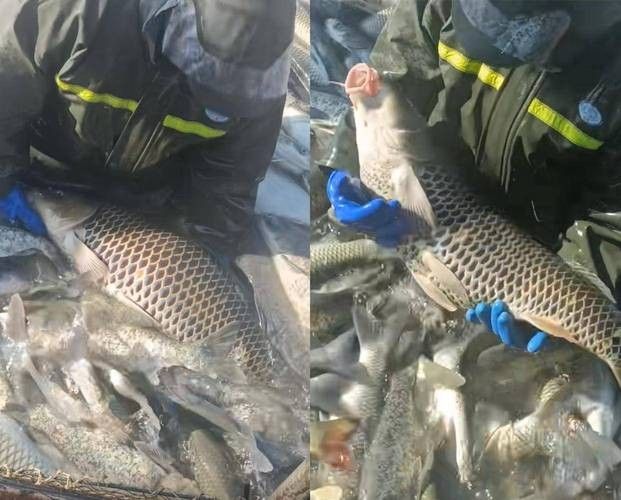 哪個產地的金龍魚最好
