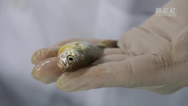 哪個產(chǎn)地的金龍魚最好