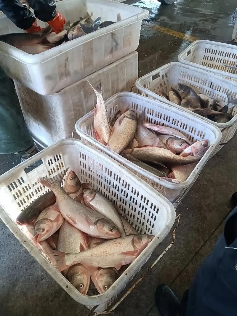 哪個產(chǎn)地的金龍魚最好