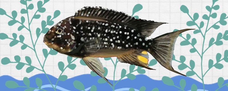 珍珠龍王鯛魚好養嗎怎么養