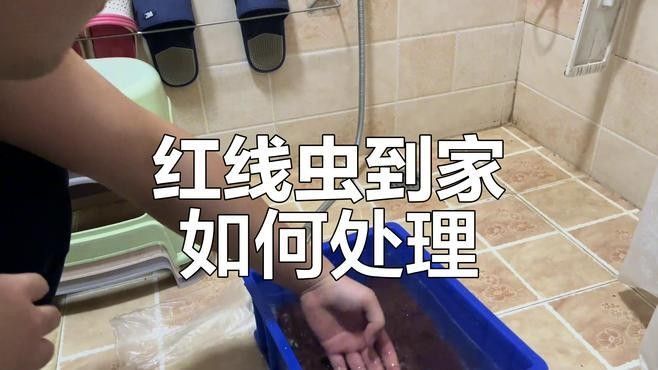 如何確保紅蟲的清潔度