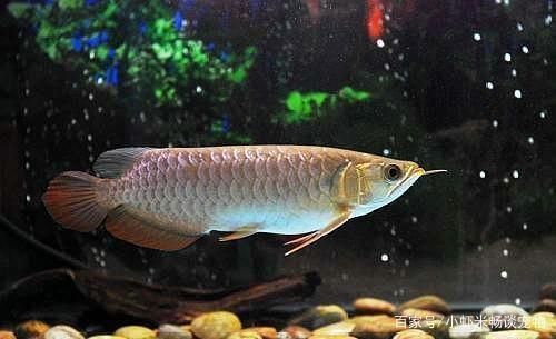 白化雷龍魚的飼養技巧（白化雷龍魚在飼養時需要特別關注哪些環境因素）