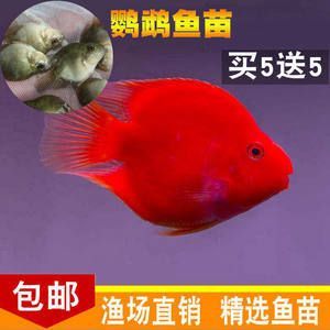 家里魚缸什么魚最貴的：家里魚缸中最貴的觀賞魚 家里魚缸什么魚最貴的：家里魚缸中最貴的觀賞魚 觀賞魚百科 第1張