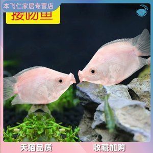 家里魚缸什么魚最貴的：家里魚缸中最貴的觀賞魚 家里魚缸什么魚最貴的：家里魚缸中最貴的觀賞魚 觀賞魚百科 第2張
