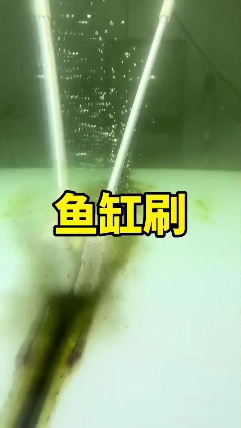 南屏山龍魚的最佳刷取方法 南屏山龍魚的最佳刷取方法 龍魚百科 第3張