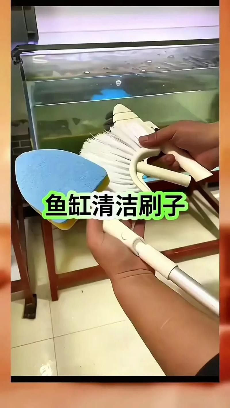 南屏山龍魚的最佳刷取方法 南屏山龍魚的最佳刷取方法 龍魚百科 第5張