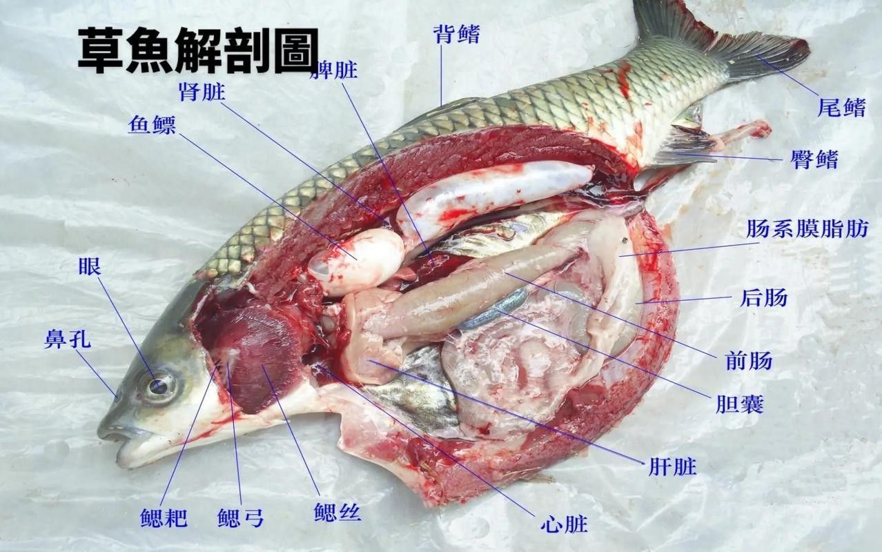 給我一些龍魚眼睛白膜的圖片 龍魚百科 第13張 給我一些龍魚眼睛白膜的圖片 給我一些龍魚眼睛白膜的圖片 龍魚百科 第13張