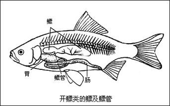 給我一些龍魚眼睛白膜的圖片 龍魚百科 第6張 給我一些龍魚眼睛白膜的圖片 給我一些龍魚眼睛白膜的圖片 龍魚百科 第6張