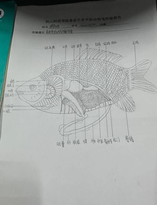 給我一些龍魚眼睛白膜的圖片 龍魚百科 第8張 給我一些龍魚眼睛白膜的圖片 給我一些龍魚眼睛白膜的圖片 龍魚百科 第8張