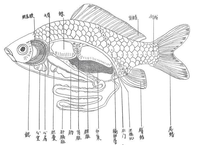 給我一些龍魚眼睛白膜的圖片 龍魚百科 第10張 給我一些龍魚眼睛白膜的圖片 給我一些龍魚眼睛白膜的圖片 龍魚百科 第10張