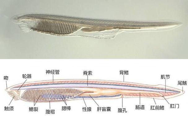 給我一些龍魚眼睛白膜的圖片 龍魚百科 第17張 給我一些龍魚眼睛白膜的圖片 給我一些龍魚眼睛白膜的圖片 龍魚百科 第17張