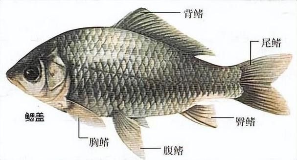 給我一些龍魚眼睛白膜的圖片 龍魚百科 第16張 給我一些龍魚眼睛白膜的圖片 給我一些龍魚眼睛白膜的圖片 龍魚百科 第16張