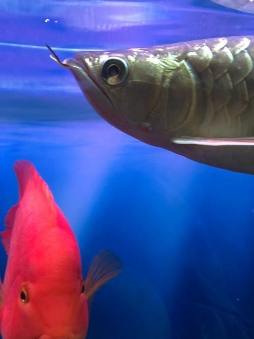 給我一些龍魚眼睛白膜的圖片 龍魚百科 第23張 給我一些龍魚眼睛白膜的圖片 給我一些龍魚眼睛白膜的圖片 龍魚百科 第23張