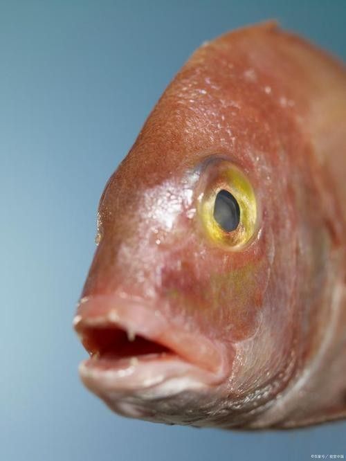 給我一些龍魚眼睛白膜的圖片 龍魚百科 第25張 給我一些龍魚眼睛白膜的圖片 給我一些龍魚眼睛白膜的圖片 龍魚百科 第25張