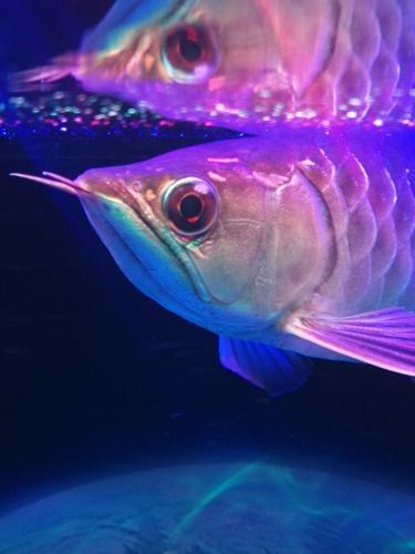 給我一些龍魚眼睛白膜的圖片 龍魚百科 第24張 給我一些龍魚眼睛白膜的圖片 給我一些龍魚眼睛白膜的圖片 龍魚百科 第24張