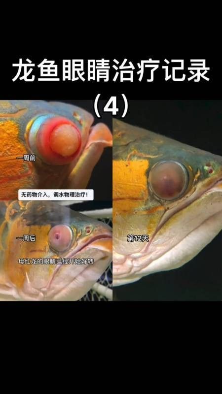 給我一些龍魚眼睛白膜的圖片 龍魚百科 第41張 給我一些龍魚眼睛白膜的圖片 給我一些龍魚眼睛白膜的圖片 龍魚百科 第41張