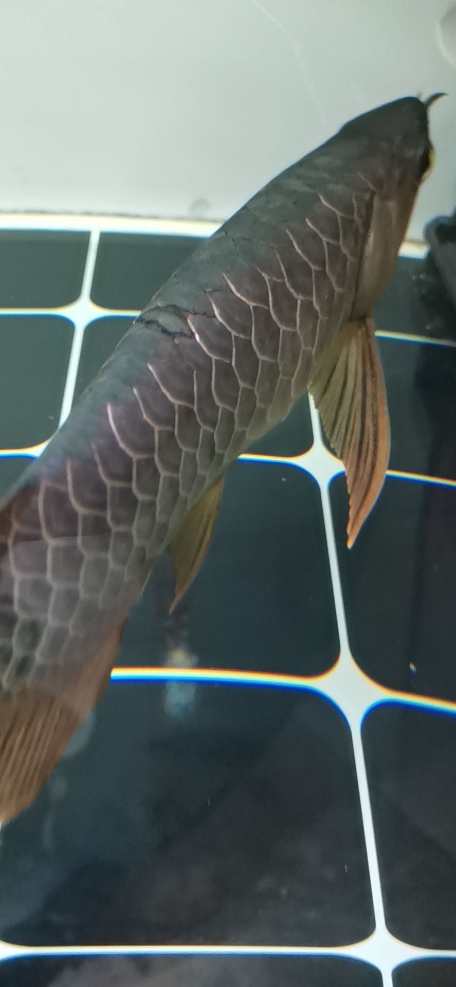 通遼觀賞魚市場請教大神這是融鱗嗎？融鱗必須要拔鱗嗎（通遼觀賞魚市場請教大神）