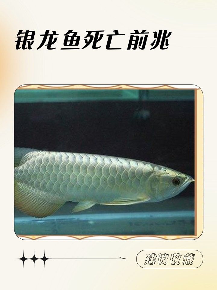 龍魚斷食后多久會死亡