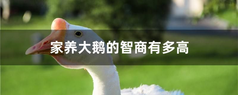 白化觀賞魚（白化觀賞魚品種）